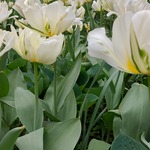 tulipany w Łazienkach Królewskich