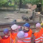 Przedszkolaki w zoo