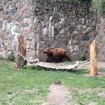 Niedźwiedź