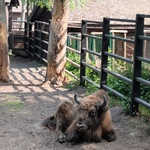 Żubr